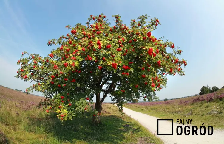 Drzewko jarzębinowe jest niezwykle ozdobne. W czasie owocowania roślina jest niezwykle dekoracyjna, ponieważ czerwone kuleczki owoców są przepiękne, a pielęgnacja drzewka jest wymagająca.