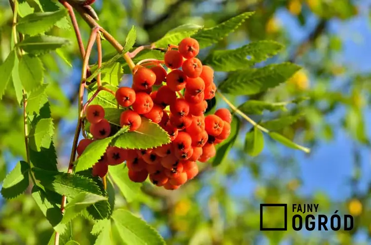 Czerwone owoce jarzębiny, czyli jarzębu pospolitego, a także pielęgnacja rośliny, wymagania, sadzenie sadzonek oraz porady