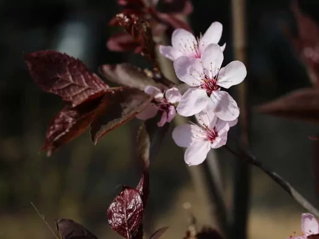 Śliwa wiśniowa – odmiany i uprawa