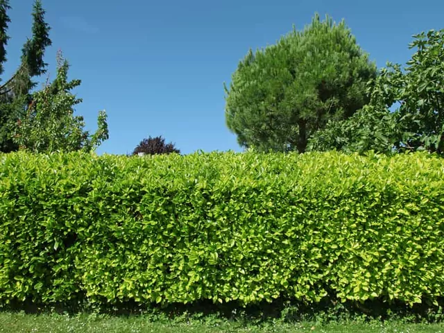 Popularne żywopłoty: krzewy i rośliny