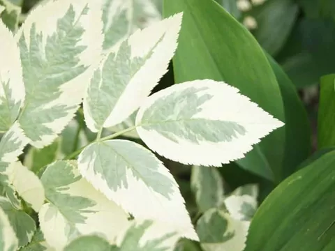 Komarzyca: uprawa, pielęgnacja, ciekawostki