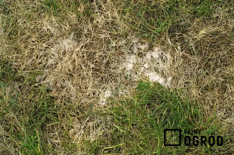 Pleśń śniegowa na trawniku, czyli sposoby i metody pielęgnacji, regeneracji trawnika po  okresie zimowym