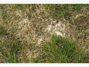 Ilustracja artykułu trawnik po zimie - jak zadbać i pielęgnować trawnik po zimie?