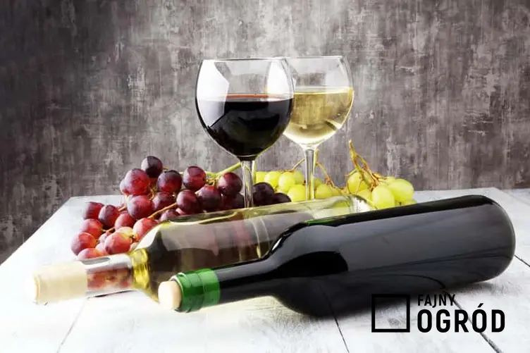 Wino domowe z winogron w butelkach, a także przygotowanie, przepis, zastosowanie oraz najlepsze owoce do zrobienia domowego wina