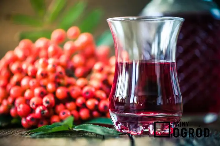 Wino z jarzębiny w kieliszku obok gron czerwonych owoców jarzębiny, a także przepisy na sok i wino z jarzębiny krok po kroku