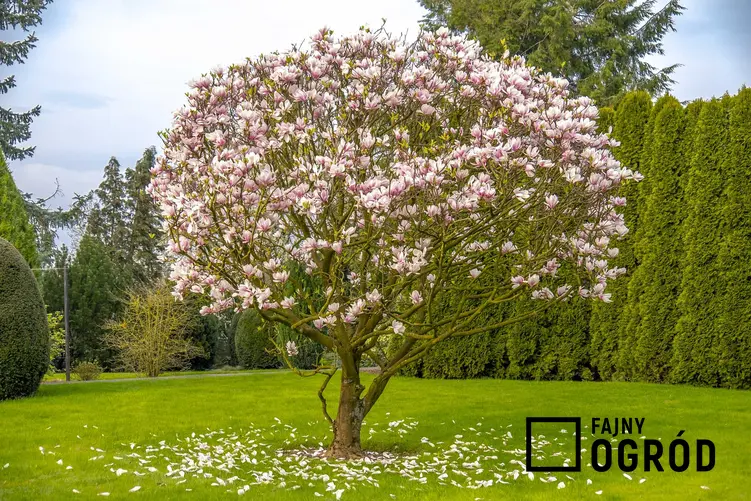 Uprawa magnolii Susan nie jest trudna i nie wymaga więcej niż inne odmiany. Wymagania nie są duże, a odmiana jest odporna na choroby.