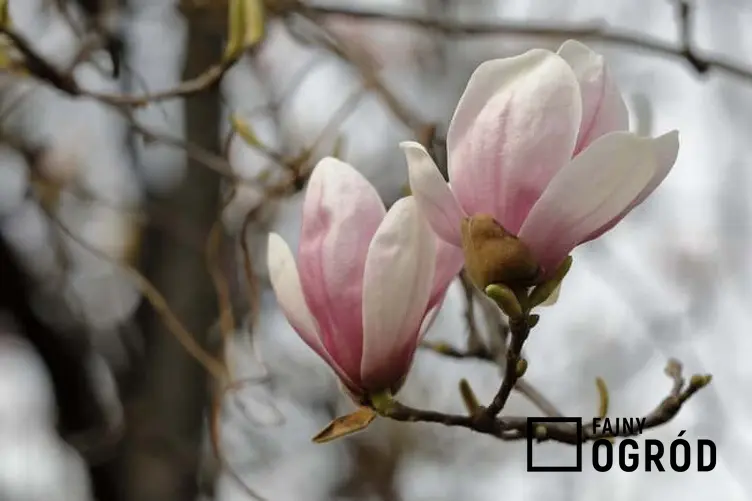 Kwiaty magnolii susany wczesną wiosną, czyli warunki uprawy, wymagania, sadzenie i pielęgnacja oraz walory dekoracyjne magnolii w ogrodzeie