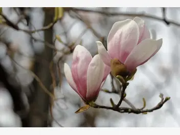 Ilustracja artykułu magnolia susan – sadzenie, uprawa, pielęgnacja, wymagania, choroby