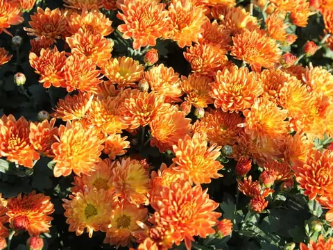 Chryzantemy w ogrodzie: odmiany i pielęgnacja