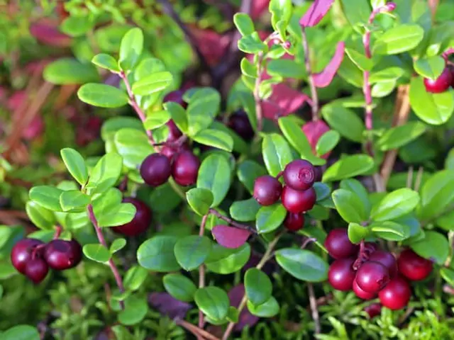 Borówka brusznica: uprawa i zastosowanie