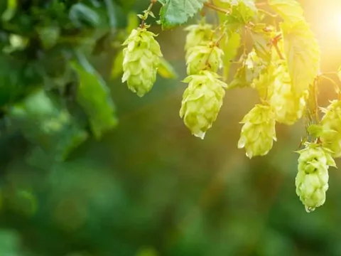 Uprawa chmielu do wyrobu piwa