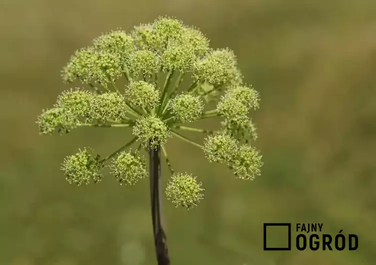 Kwiatostan arcydzięgla litwor, Archangelica officinalis - warunki uprawy, wymagania, właściwości, zastosowanie oraz działanie lecznicze - porady