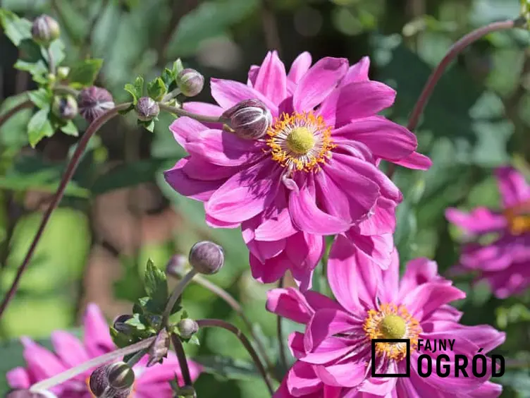 Delikatne różowe kwiaty zawilca ogrodowego, a także odmiany, uprawa, pielęgnacja oraz porady krok po kroku