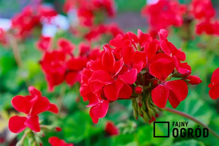 Czerwona odmiana pelargonii, a także inne popularne odmiany pelargonii krok po kroku i wybór różnych kolorów kwiatów pelargonii