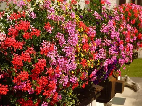 Pelargonie zwisające na balkon: poradnik