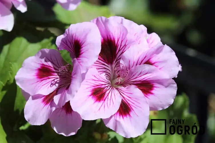 Pelargonia angielska o różowych kwiatuszkach rosnąca w ogrodzie, sadzenie, pielęgnacja, uprawa w doniczkach na balkonie lub parapecie