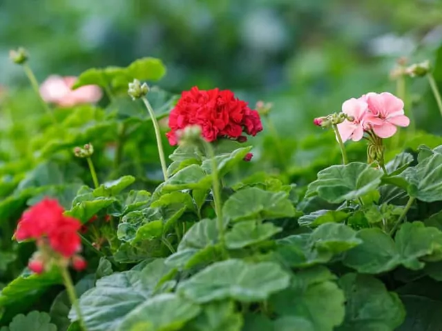 Praktyczny poradnik zimowania pelargonii