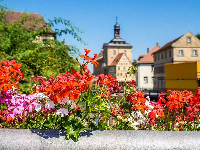 Czerwone i różowe pelargonie balkonowe