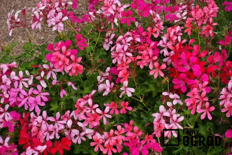 Różnokolorowe kwiaty pelargonii kaskadowej, czyli warunki uprawy, wymagania, sadzenie i pielęgnacja pelargonii na balkonach