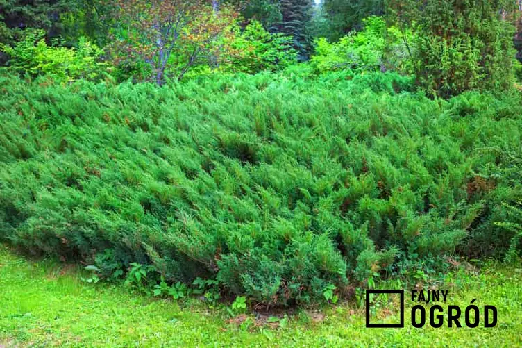 Zielone krzewy jałowca sabińskiego, a także jałowiec sabiński, sadzenie, pielęgnacja, uprawa, wymagania oraz podlewanie