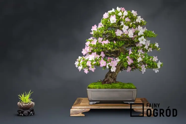 Azalia w kształcie bonsai, gatunki, rodzaje, sazenie, rozmnażanie, szczepenie oraz pielegnacja azalii na pniu - porady