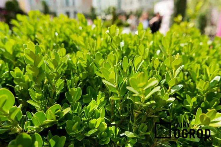 Zielone listki bukszpanu drobnolistnego wiosną, a także bukszpan drobnolistny krok po kroku, uprawa i pielęgnacja rośliny w ogrodzie