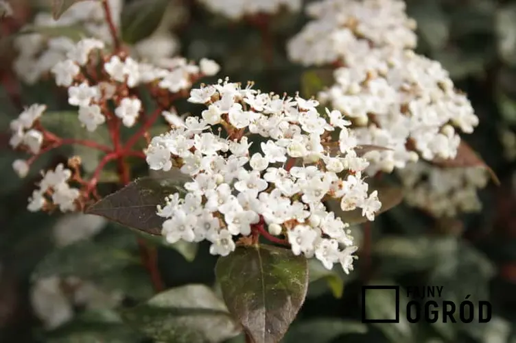 Białe kwiaty kaliny Burkwooda w czasie kwitnienia, a także zastosowanie, pielęgnacja, sadzenie, podlewanie oraz uprawa