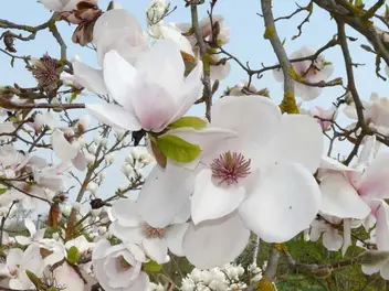 Ilustracja artykułu magnolia pośrednia - odmiany, cena, wymagania, uprawa, sadzenie