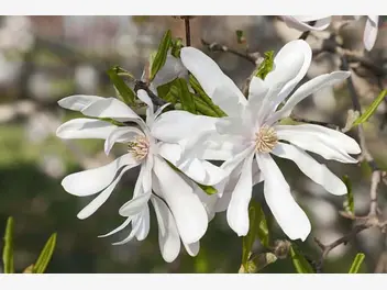 Ilustracja artykułu magnolia gwiaździsta - uprawa, cięcie, ceny, odmiany