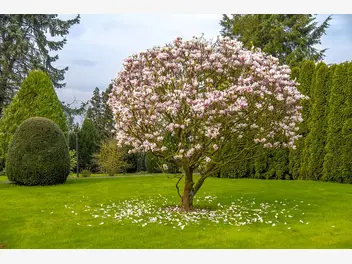 Ilustracja artykułu magnolia betty - sadzenie, uprawa, pielęgnacja, porady