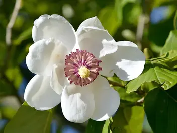 Ilustracja artykułu magnolia siebolda - sadzenie, uprawa, wymagania, porady