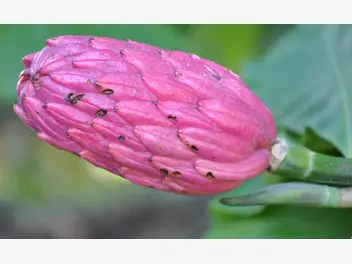Ilustracja artykułu magnolia parasolowata - sadzenie, uprawa, wymagania, ceny