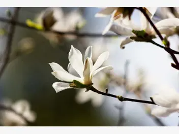 Ilustracja artykułu magnolia japońska (magnolia kobus) - uprawa, pielęgnacja, wymagania, cena