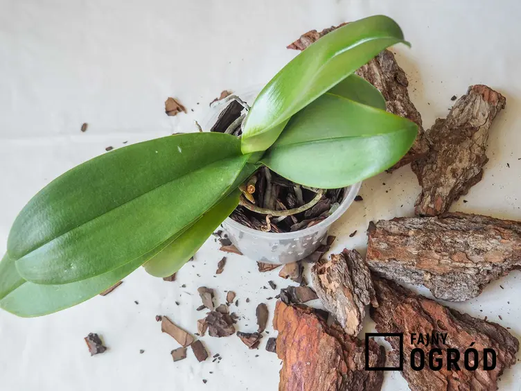 Przesadzanie storczyków zaczyna się od dobrania odpowiedniego podłoża do storczyków. Orchidee lubią lekką korę drzewną, ponieważ korzenie potrzebują dopływu powietrza.