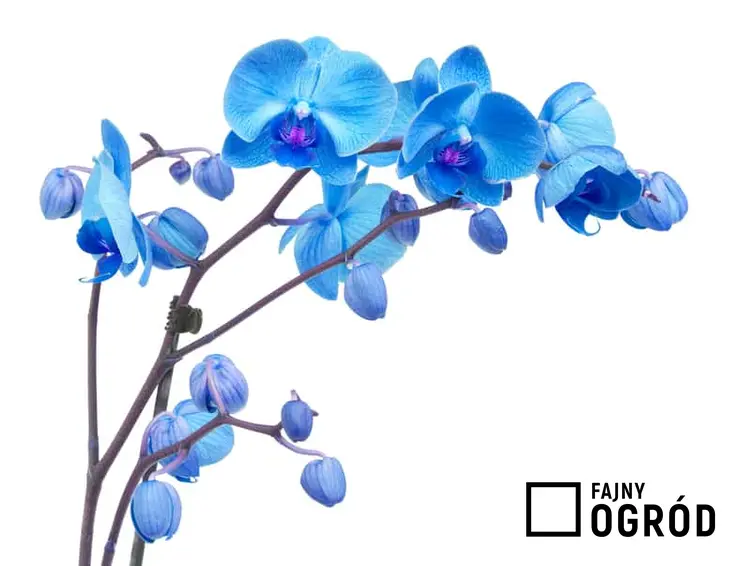 Gałązka niebieskiego storczyka rosnącego w doniczce, a także opis odmian, zastosowanie, sadzenie oraz pielęgnacja