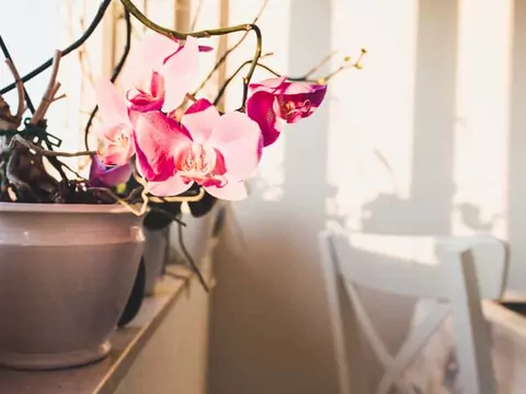 Najlepsze doniczki do storczyków