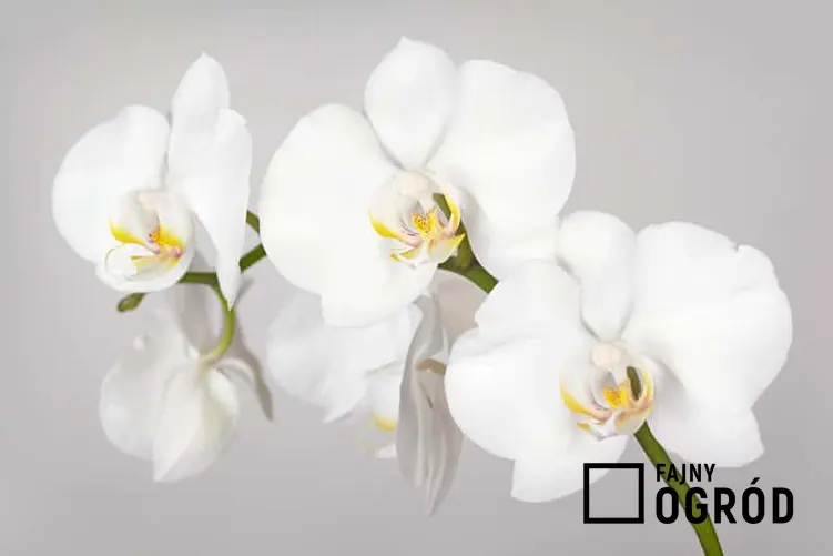 Delikatne kwiaty phalenopsis, czyli storczyk biały uprawiany w doniczce, a także pielęgnacja, zastosowanie i sadzenie