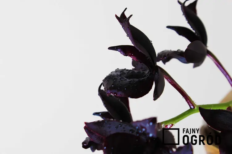 Czarny storczyk to jedna z najpiękniejszych i najciekawszych roślin. Pielęgnacja i uprawa storczyków nie jest trudna.