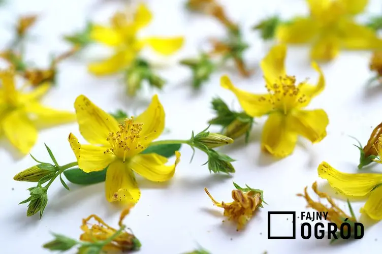 Zastosowanie ziela dziurawca jest bardzo szerokie. Z kwiatów można zrobić napar i herbatkę na przeziębienie i problemy trawienne