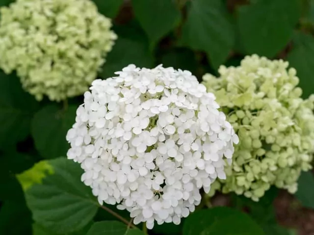 Hortensja 'Annabelle': sadzenie i pielęgnacja