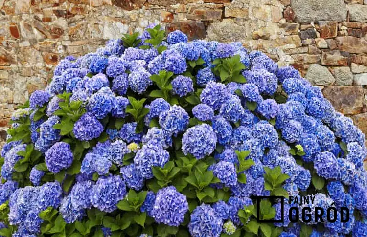 Niebieskie kwiaty hortensji na krzewie, a także sadzenie, uprawa, pielęgnacja, porady i zastosowanie oraz podlewanie