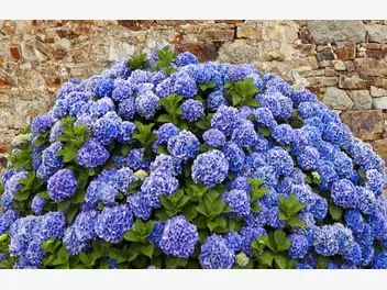 Ilustracja artykułu hortensja niebieska - sadzenie, uprawa, pielęgnacja, podlewanie