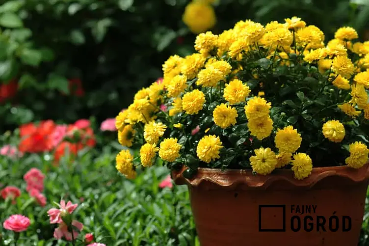 Chryzantema doniczkowa o żółtych kwiatach, a także jej uprawa, pielęgnacja, podlewanie i sadzenie w podłożu i w doniczce