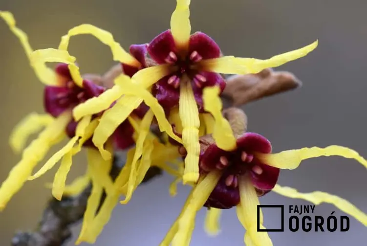 Fantastyczny kwiat oczaru japońskiego, hamamelis japonica - odmiany, warunki uprawy, wymagania, stanowisko, sadzenie, pielegnacja - porady