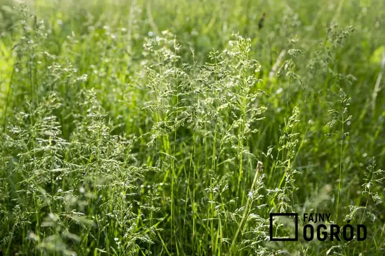 Wiechlina łąkowa, czyli ciekawa trawa ozdobna, a także sadzenie, pielęgnacja, podlewanie i uprawa oraz zastosowanie