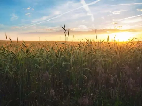 Zwalczanie miotły zbożowej - opryski