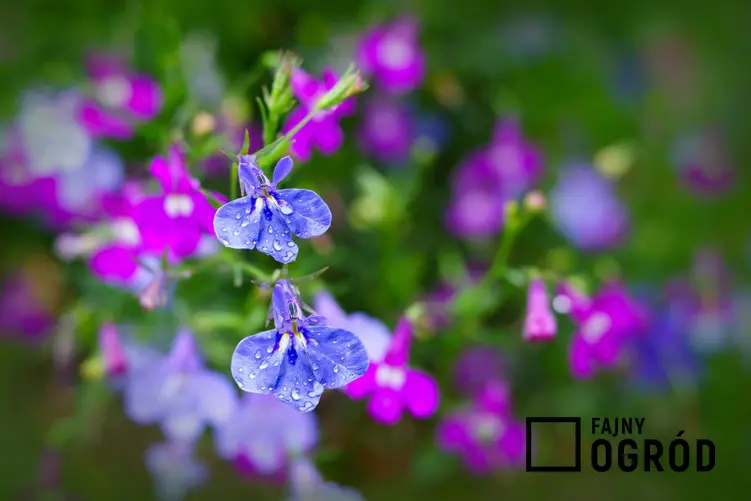 Urocze kwiatuszki lobelii zwisającej o niebieskim kolorze na tle kwiatów fioletowo-niebieskich i zielonych liści. Lobelia zwisająca kwitnie przez kilka miesięcy, ciesząc swoimi wspaniałymi kwiatami