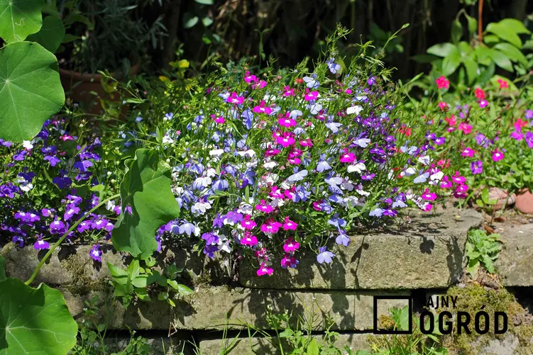 Lobelie w doniczce mogą być postawione na balkonie lub tarasie, ale mogą także być uprawiane w ogrodzie. Kolorowe lobelie w drewnianej donicy są bardzo ozdobne.