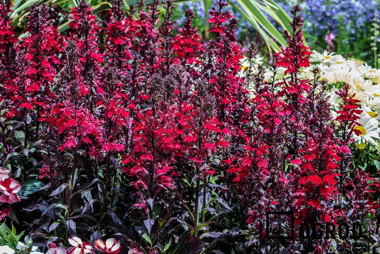 Lobelia wieloletnia o szkarłatnych kwiatach i ciemnych łodygach i liściach bardzo ładnie się prezentuje. To najlepsza roślina na rabaty i do pojemników.