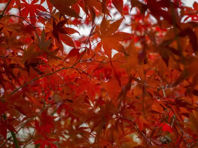 Klon japoński - odmiany i pielęgnacja